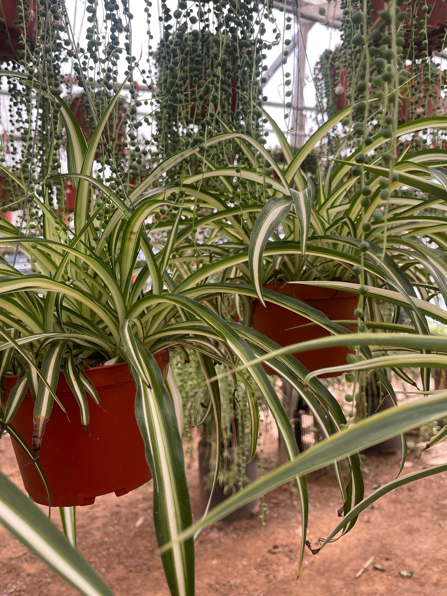 chlorophytum comosum air purifying Spider Plant Air Purifying Live large 6”Plant Chlorophytum comosum Nor – Dose of Succulents