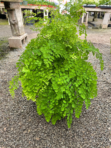 6’’ Maiden hair Fern Live Plant