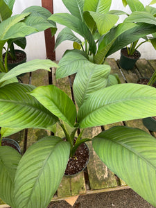 Spathiphyllum Sensation Peace Lily Live 8’’ pot