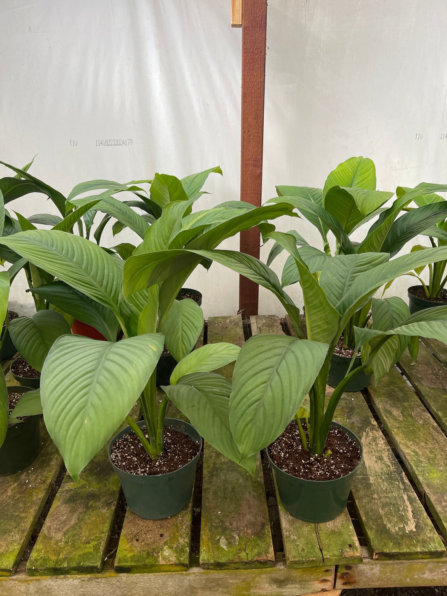 spathiphyllum sensation peace lily Spathiphyllum Sensation Peace Lily Live 8'' pot – Dose of Succulents