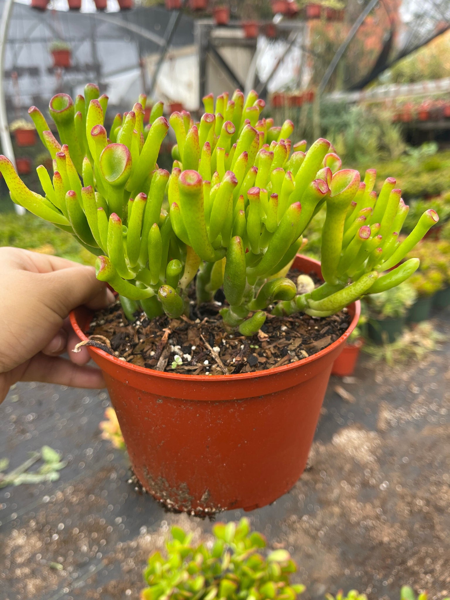 jade plant varieties Jade Collection Live Plant 8 Varieties Ovata ,Hobbit variegated, Gollu – Dose of Succulents