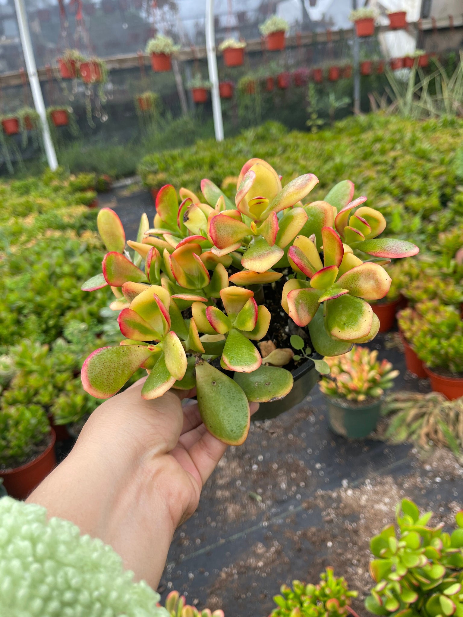 jade plants for sale Jade Collection Live Plant 8 Varieties Ovata ,Hobbit variegated, Gollu – Dose of Succulents