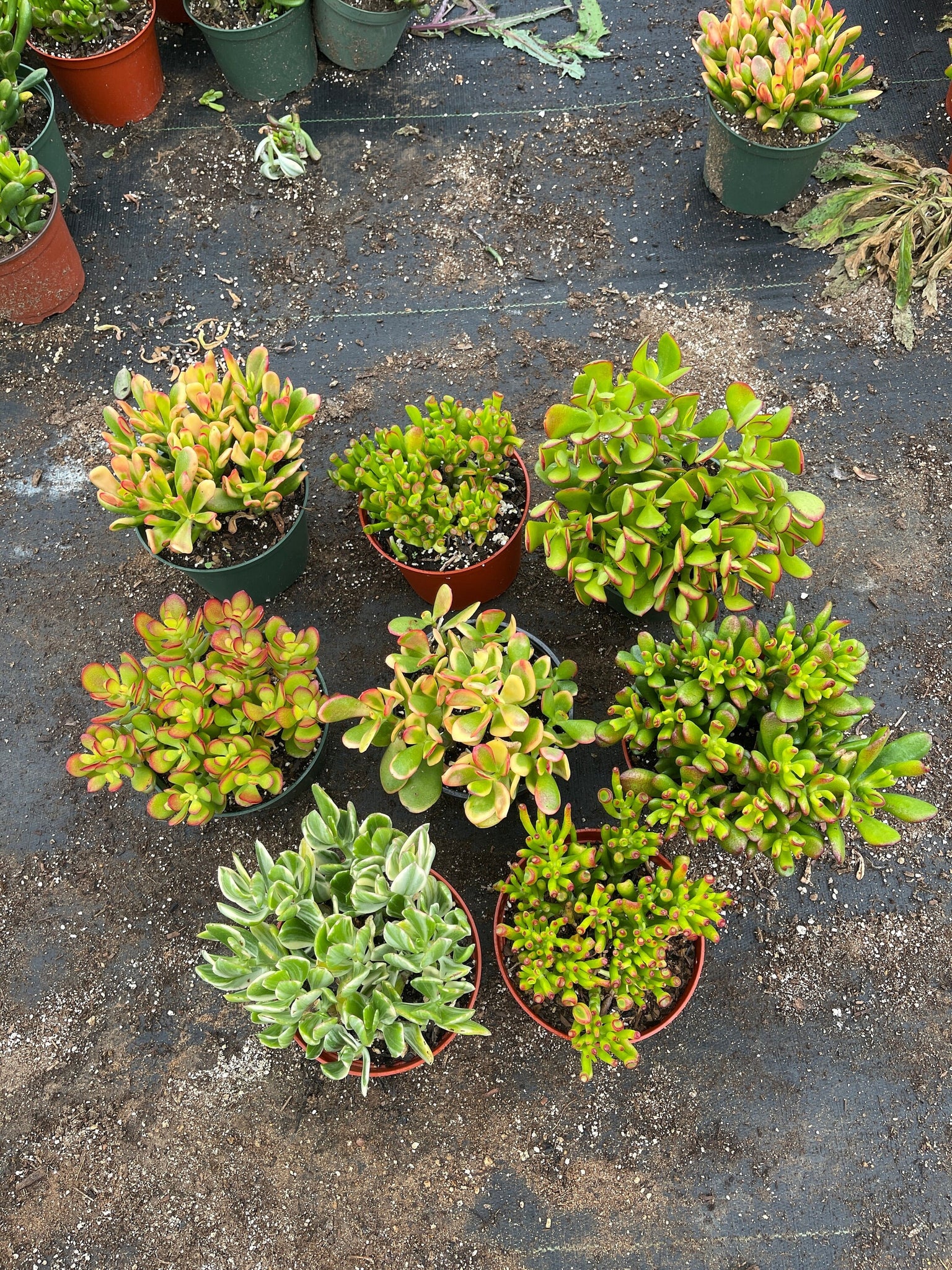 jade plants varieties Jade Collection Live Plant 8 Varieties Ovata ,Hobbit variegated, Gollu – Dose of Succulents