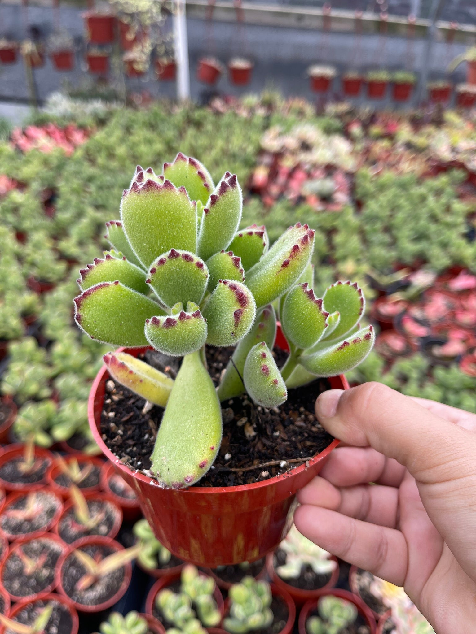 blue bear paw succulent Cotyledon tomentosa Bear's Paw 4 Inch #B
