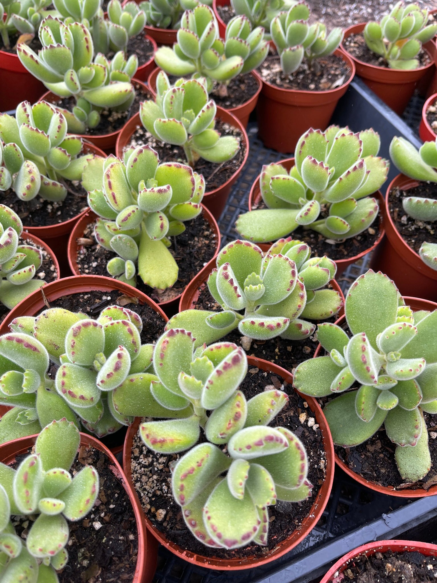 bear paw succulent watering Cotyledon Tomentosa Bear Paw Succulent