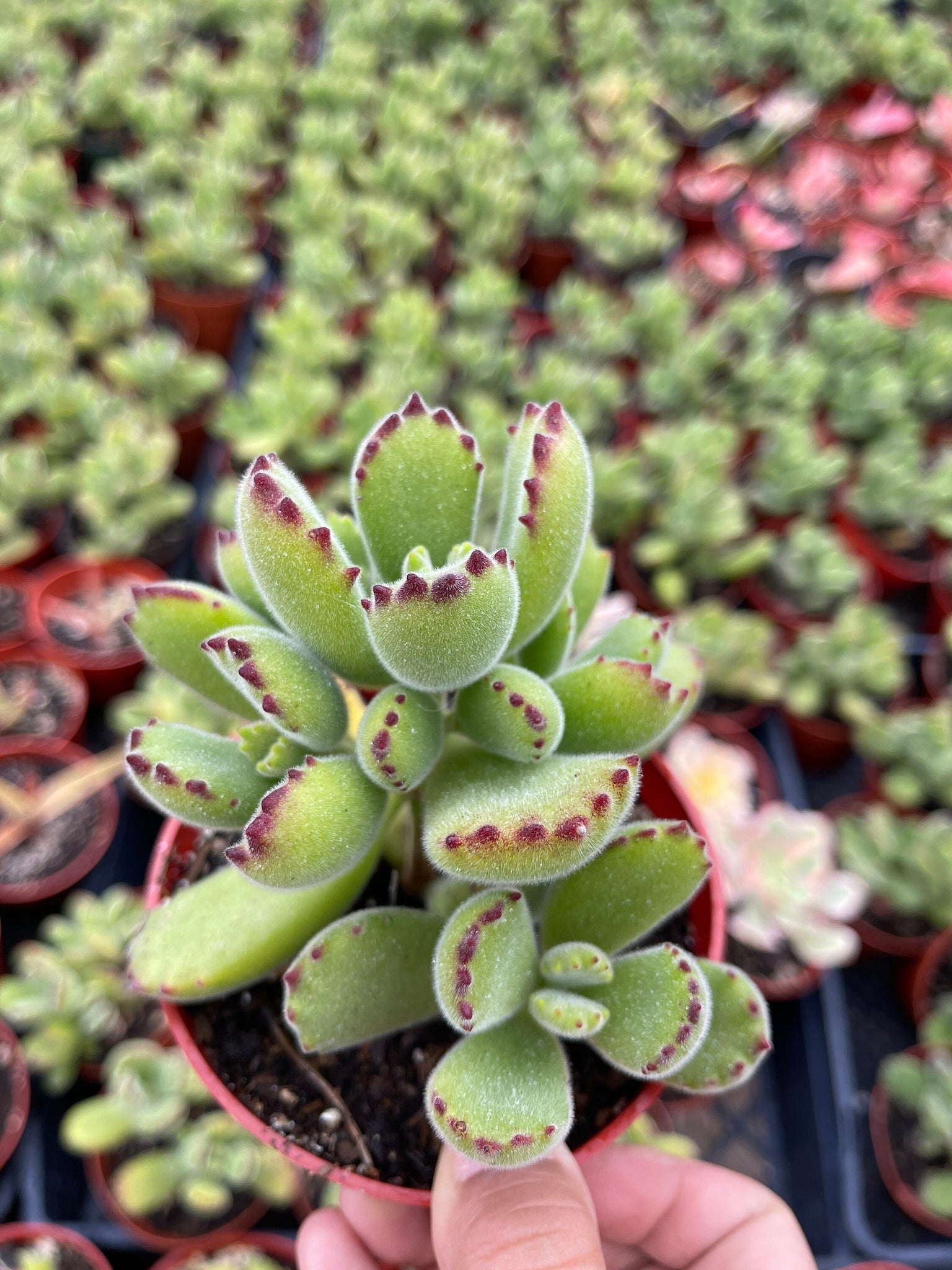 succulents bear paw Cotyledon Tomentosa Bear Paw Succulent