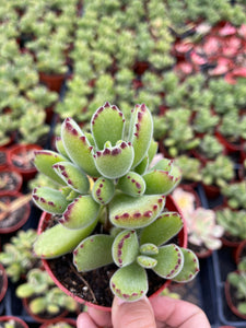 4’’ Bear paw live plant Cotyledon Tomentosa Succulent