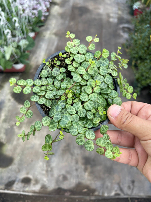 4” string of turtles live plant Peperomia Prostrata