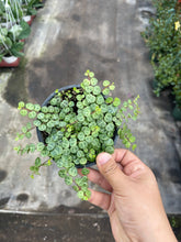 Load image into Gallery viewer, 4” string of turtles live plant Peperomia Prostrata