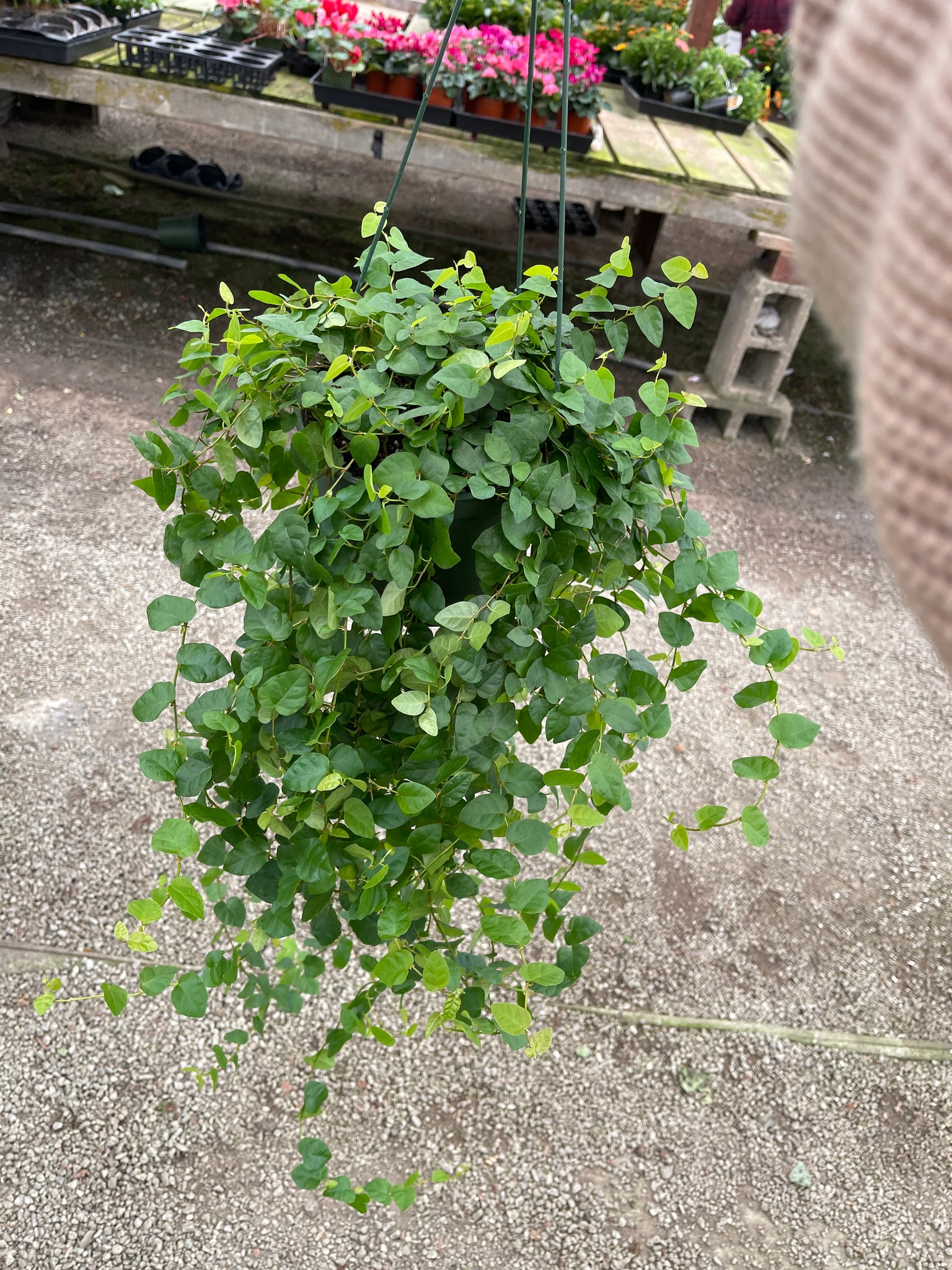 creeping fig plant indoor Creeping Fig Ficus Repens 6" pot indoor live house plant – Dose of Succulents