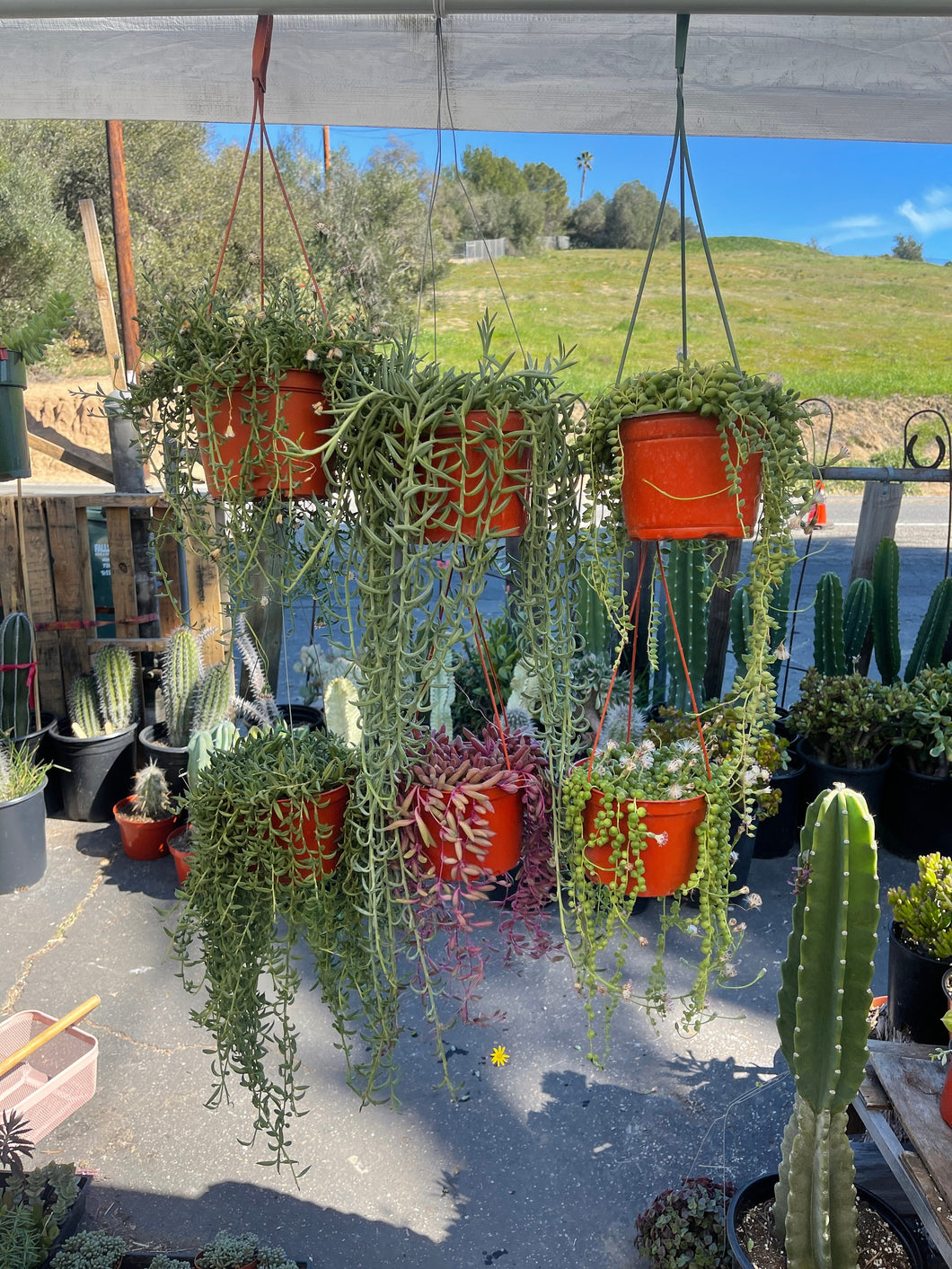 String of things Trailing Succulents Collection 6'' Pots Pearls, Banan – Dose of Succulents