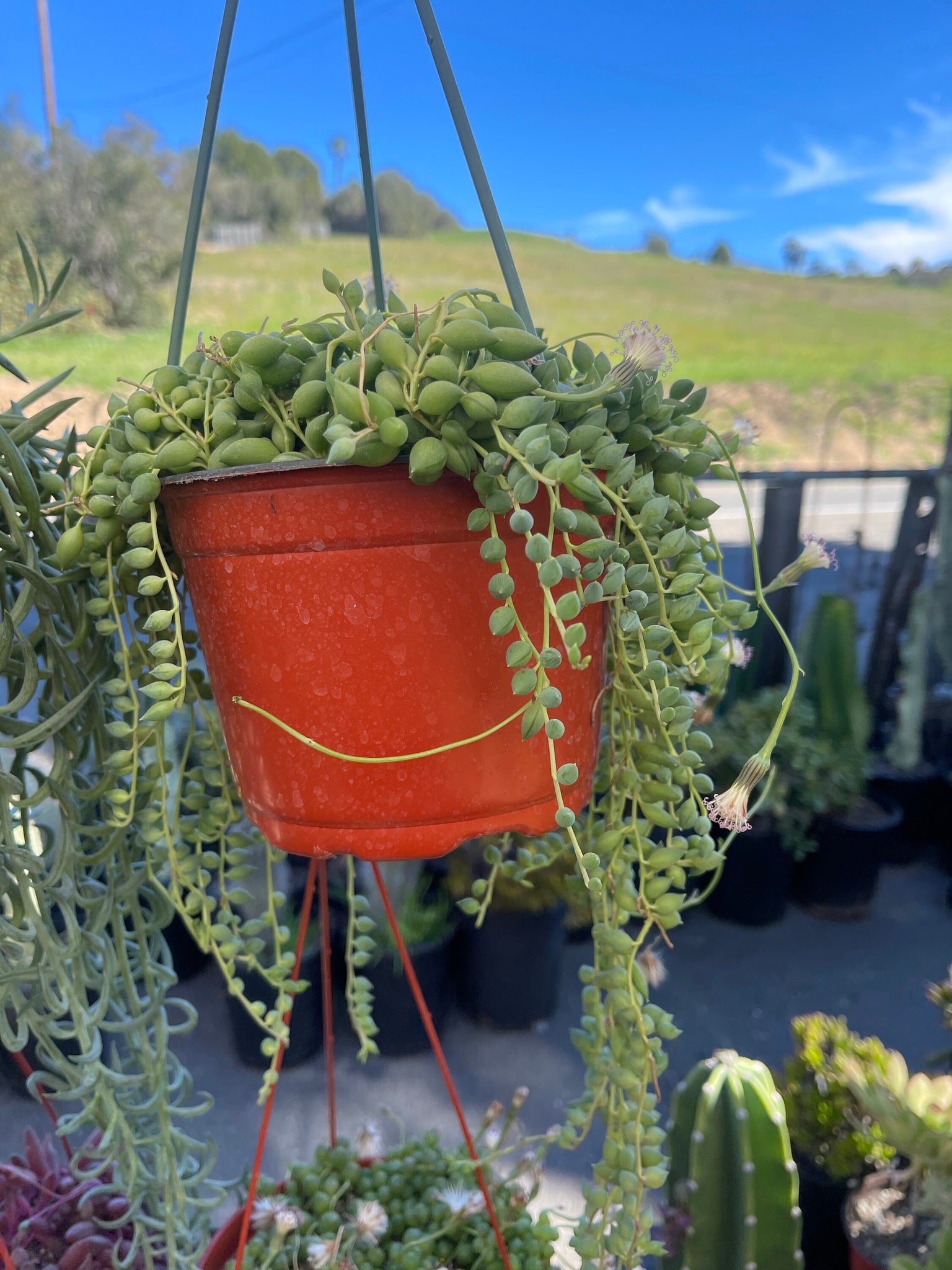 draping succulents String of things Trailing Succulents Collection 6'' Pots Pearls, Banan – Dose of Succulents