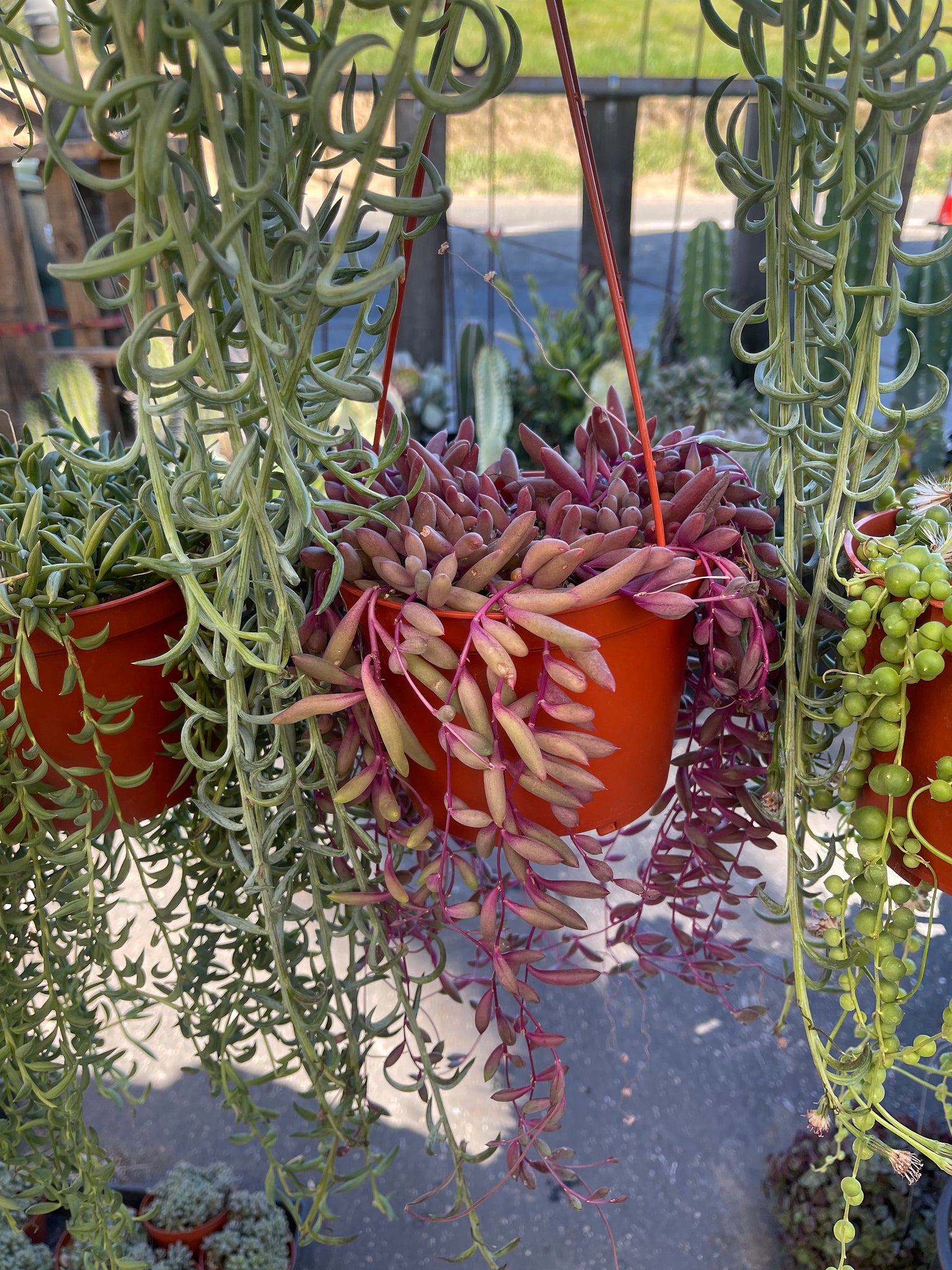 difference between string of bananas and string of fish hooks String of things Trailing Succulents Collection 6'' Pots Pearls, Banan – Dose of Succulents