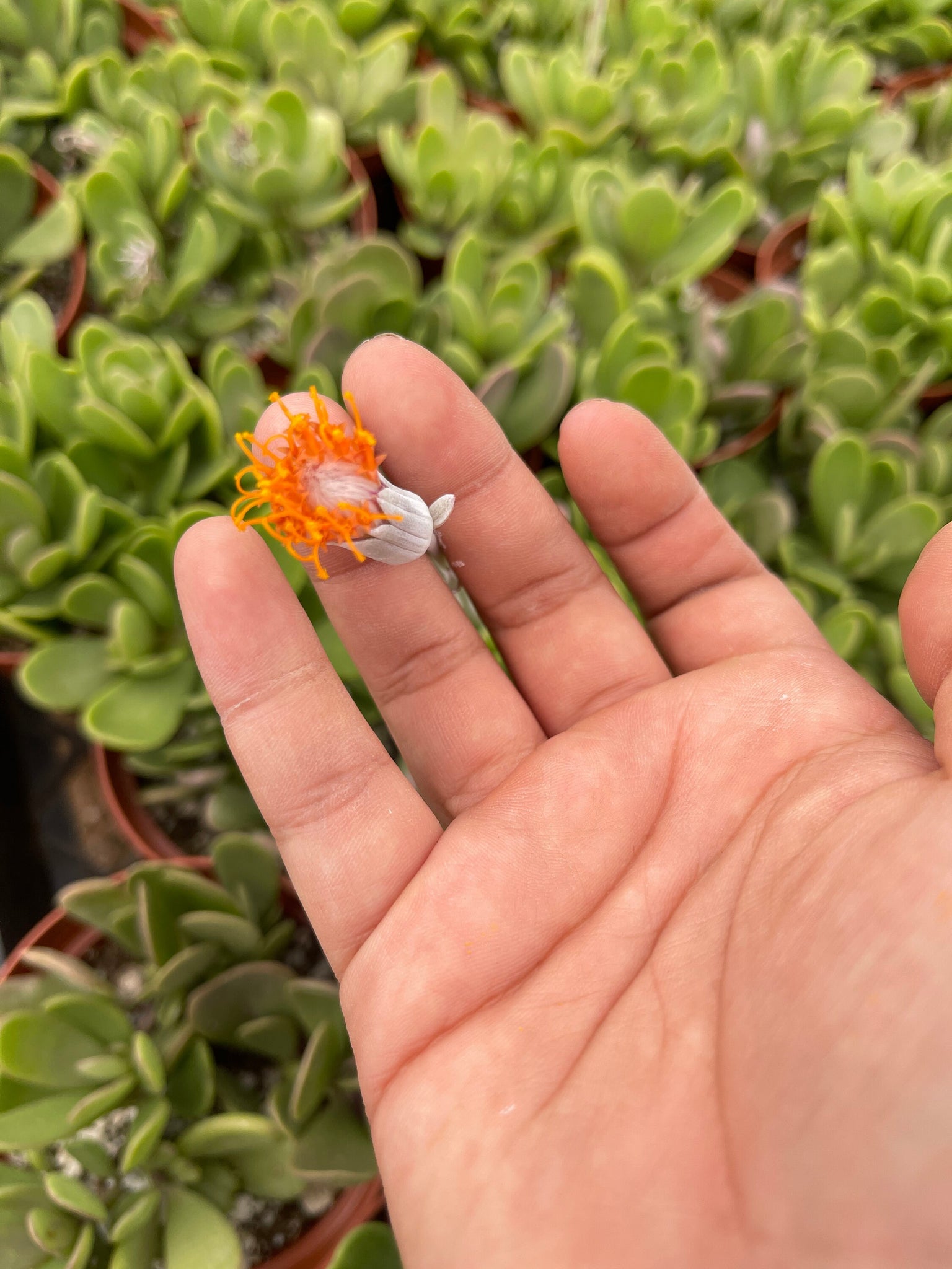 jade plant orange flowers Senecio Jacobsenii Trailing Jade Live plant 4'' Pot – Dose of Succulents