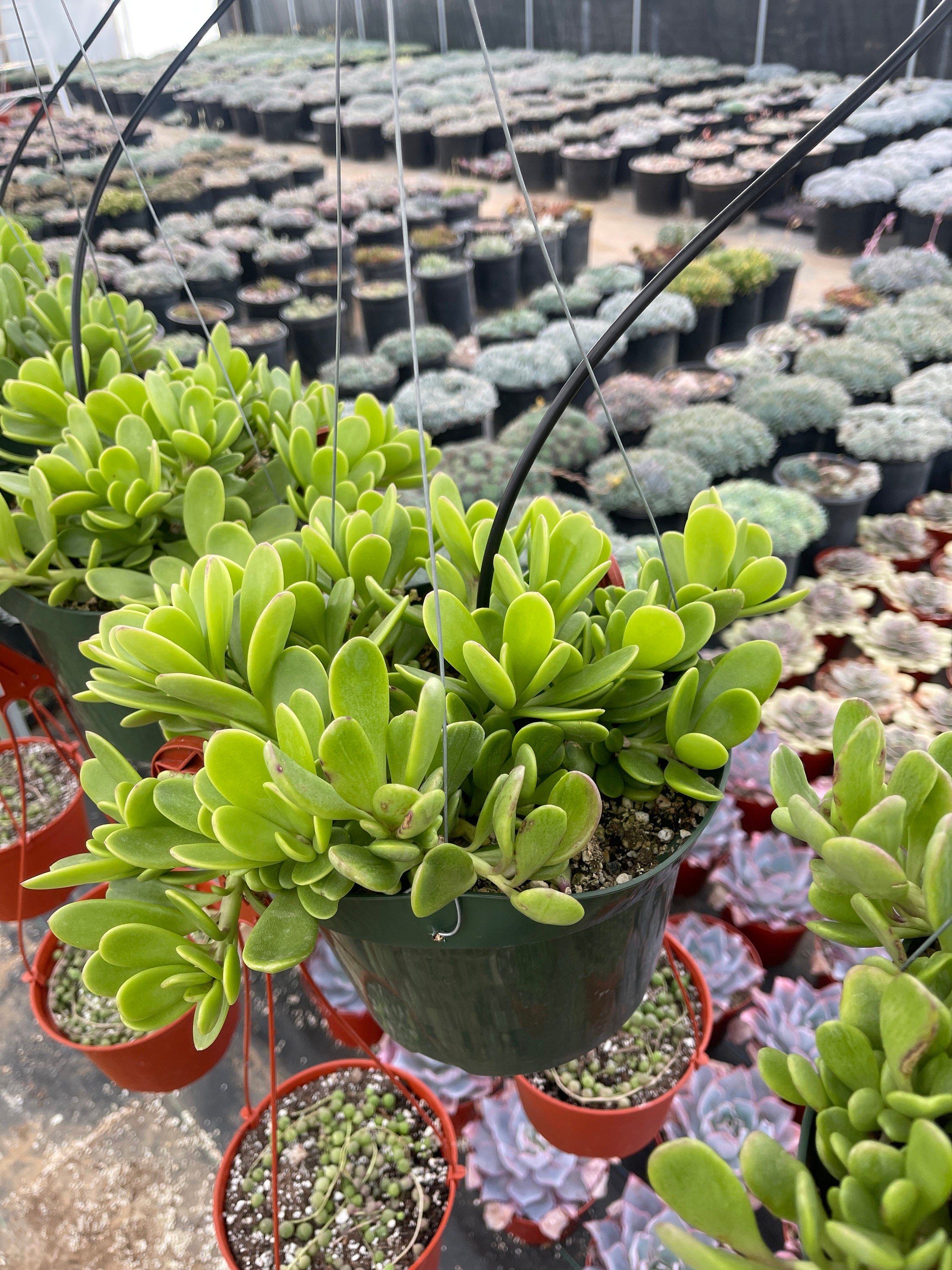 jacobsenii succulent Senecio jacobsenii