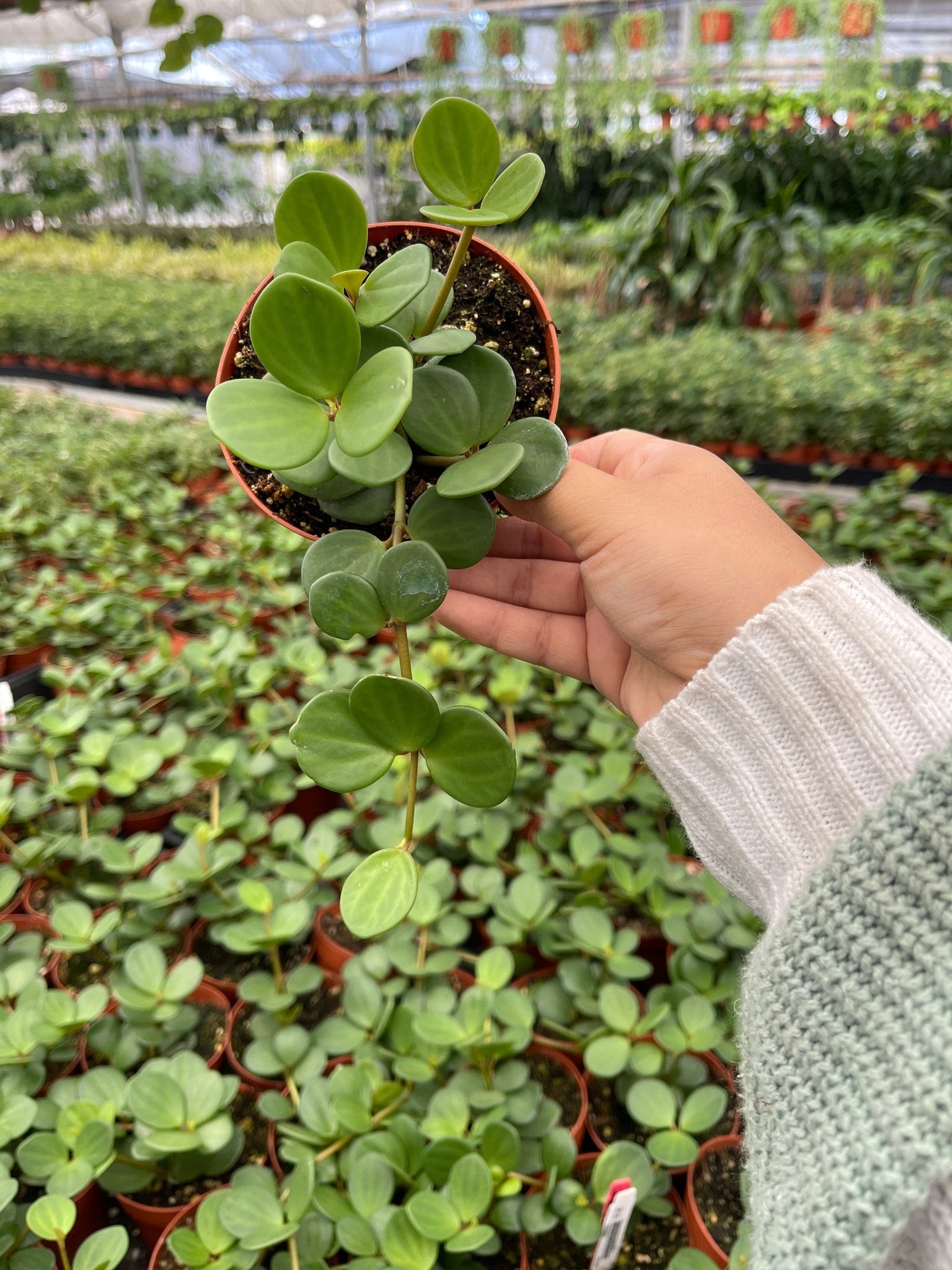 hope succulent Peperomia Hope Live Plant 4'' pot – Dose of Succulents