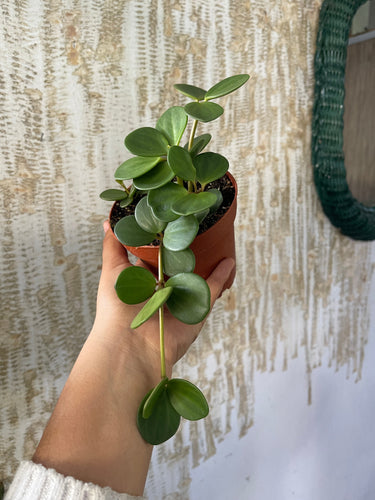 Peperomia Hope Live Plant 4’’ pot