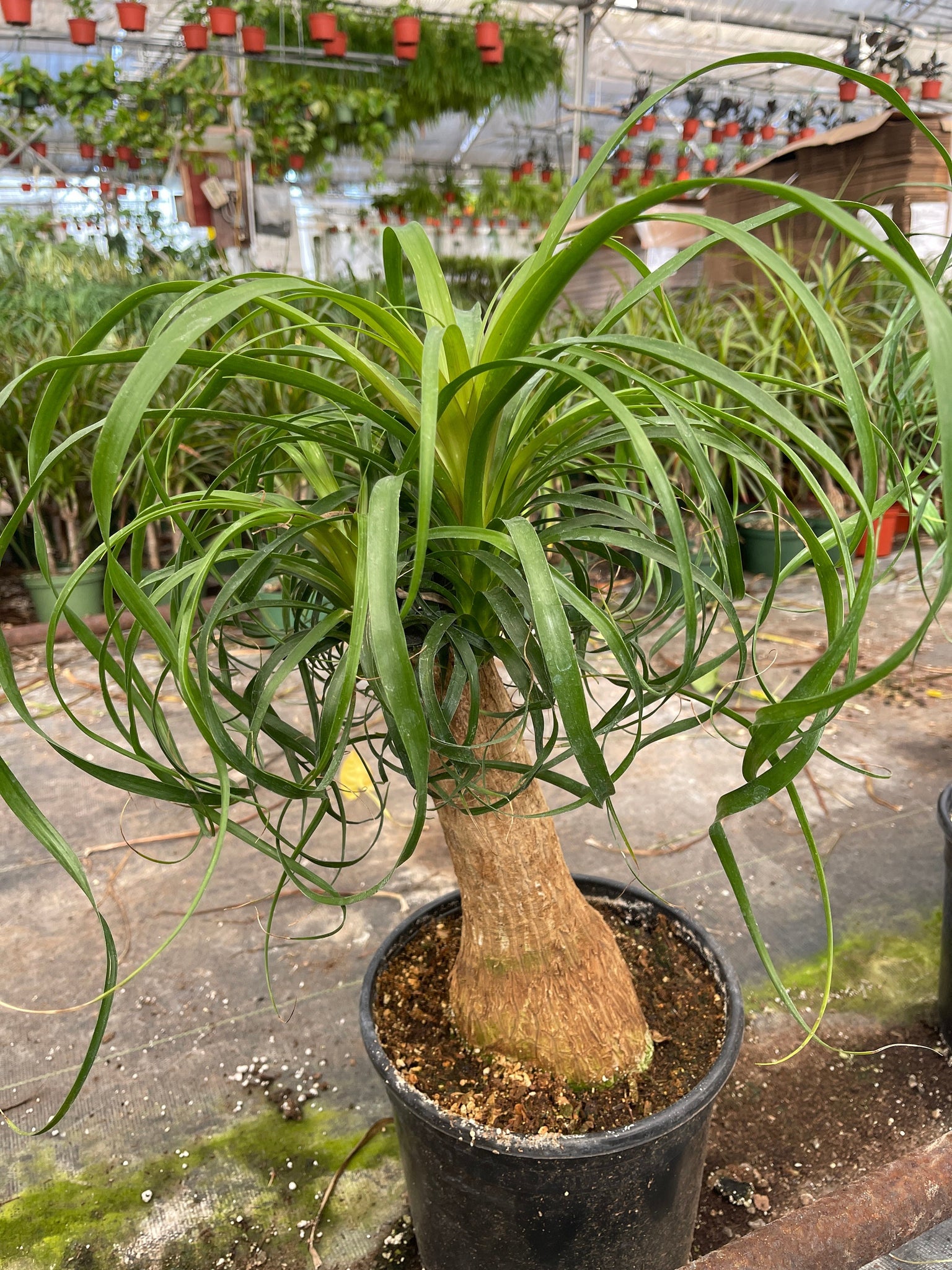 ponytail palm succulent plant Ponytail Palm Elephants foot Beucarnea Recurvata Live Plant – Dose of Succulents
