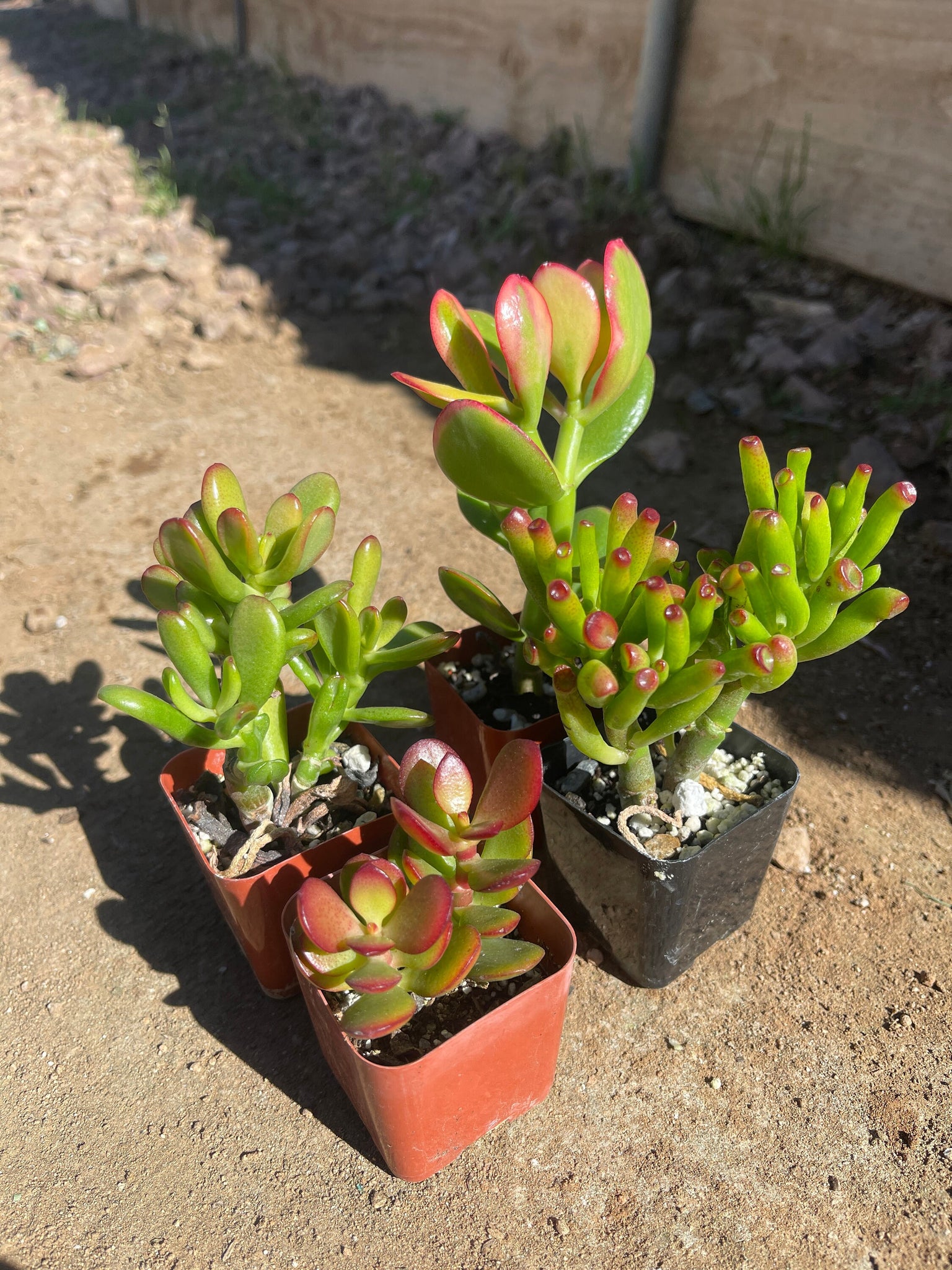 jade plant sunset gollum Mini Jade Collection 2'' starter Plants Crosby ,Gollum, Hobbit, Yellow – Dose of Succulents