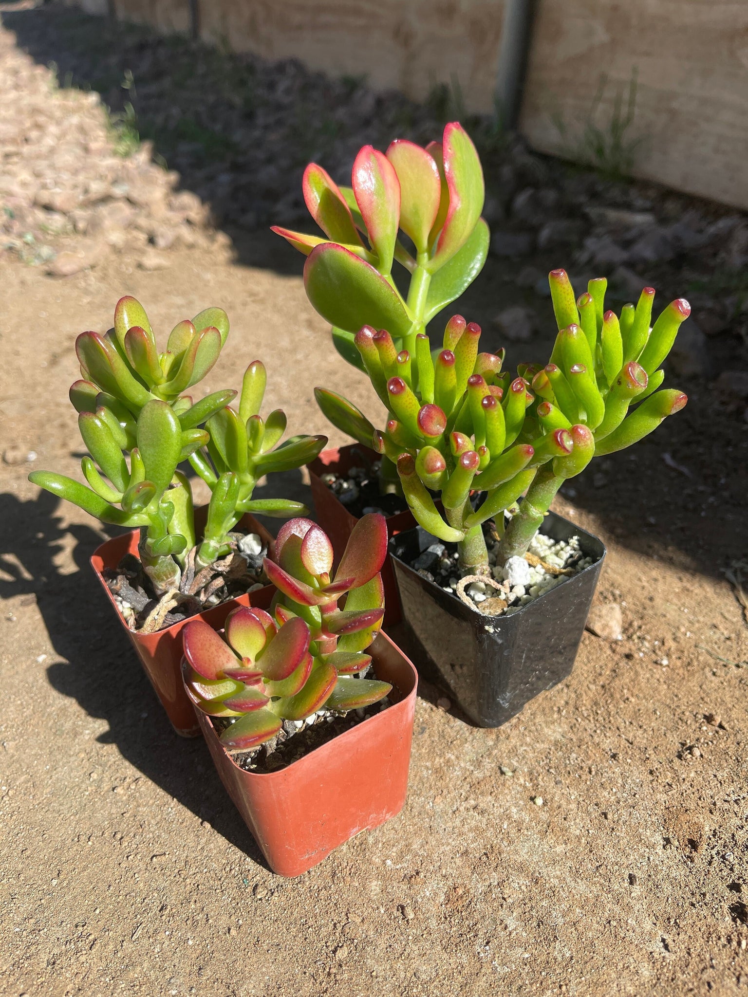 jade plant starter Mini Jade Collection 2'' starter Plants Crosby ,Gollum, Hobbit, Yellow – Dose of Succulents