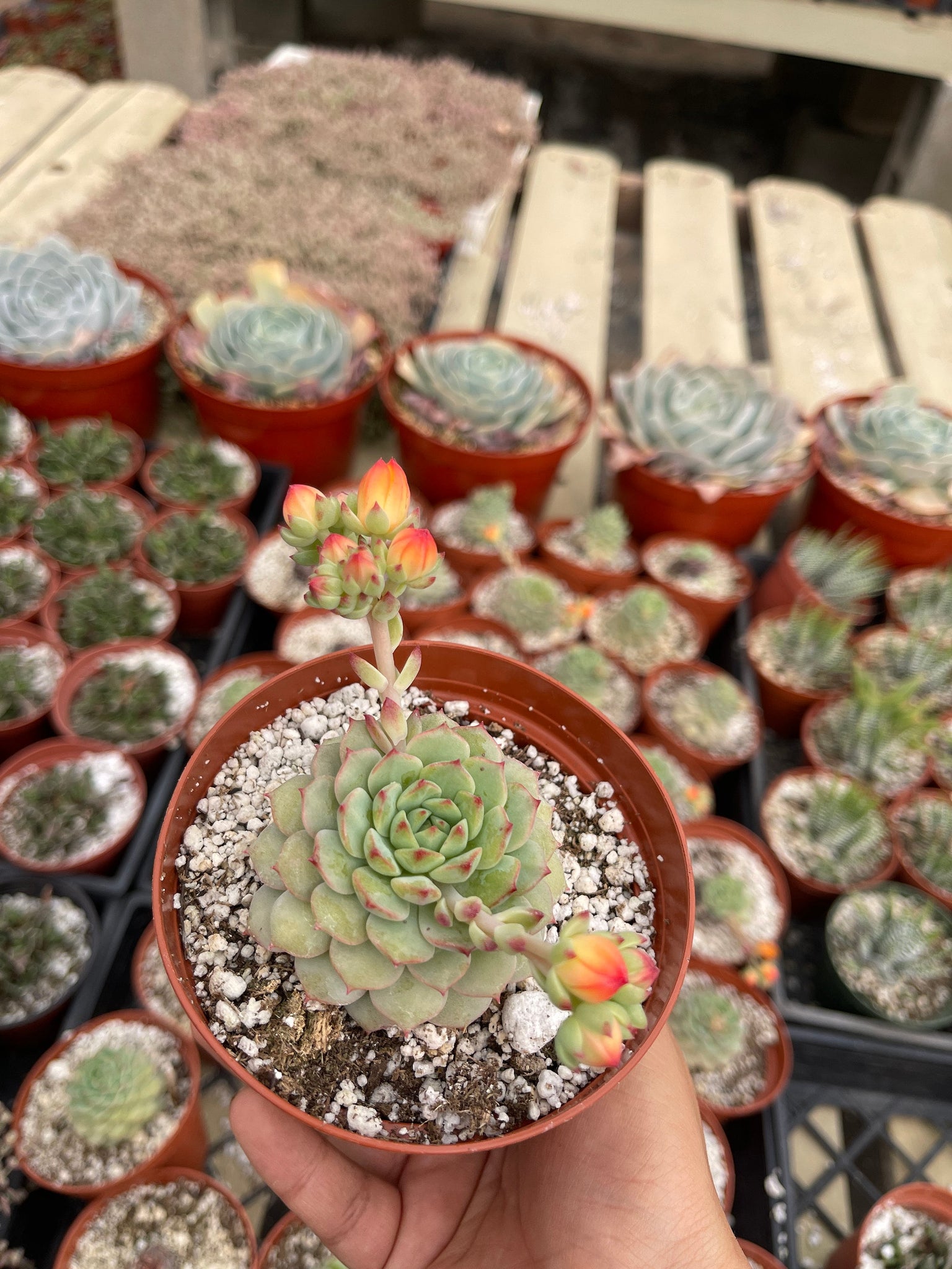 lime and chili succulent Echeveria Cris Succulent 4'' pot Live Plant – Dose of Succulents