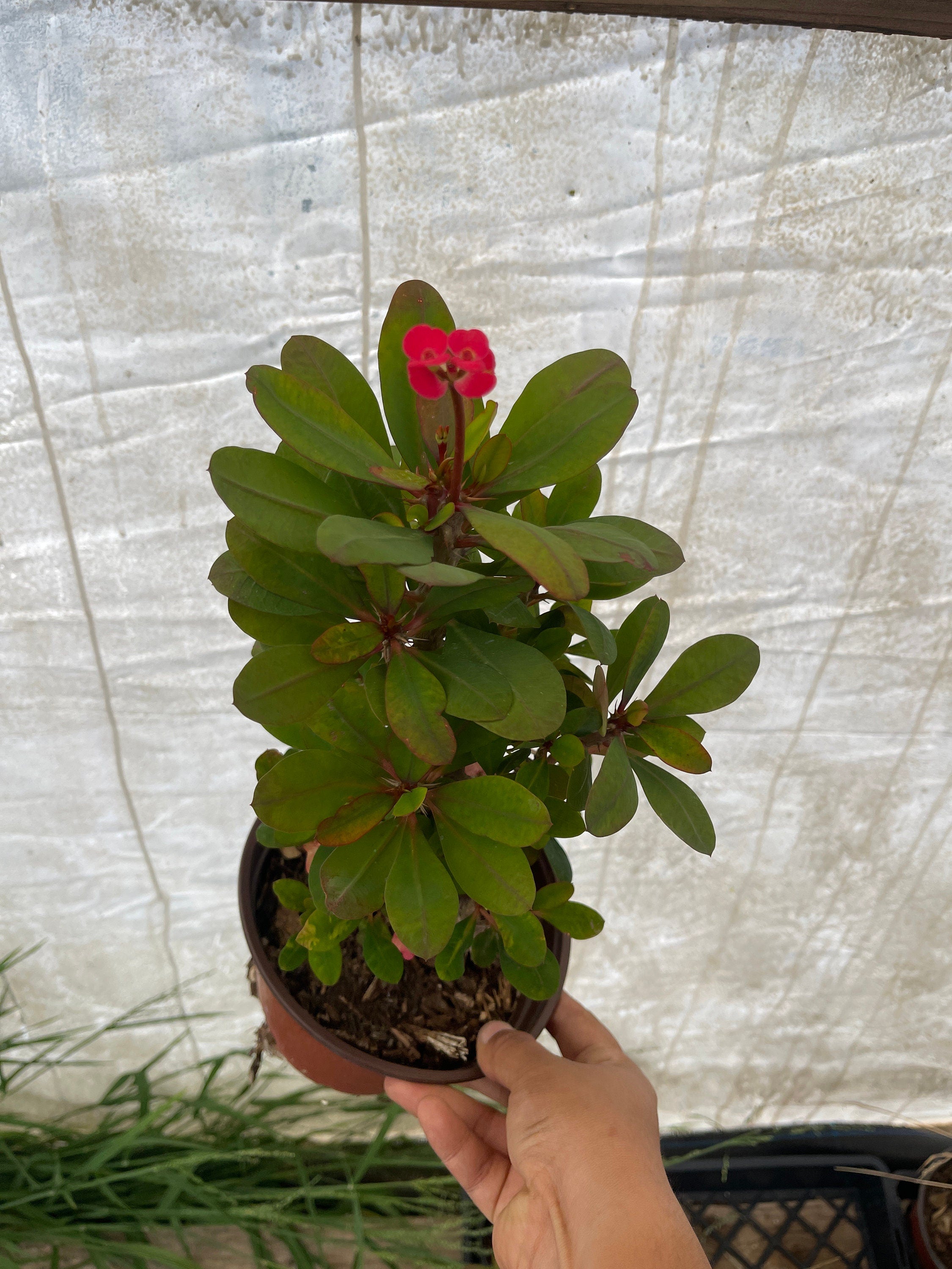 crown of thorns plant pot size Crown of Thorns Dwarf Euphorbia Milli 6'' Pot Live Plant – Dose of Succulents