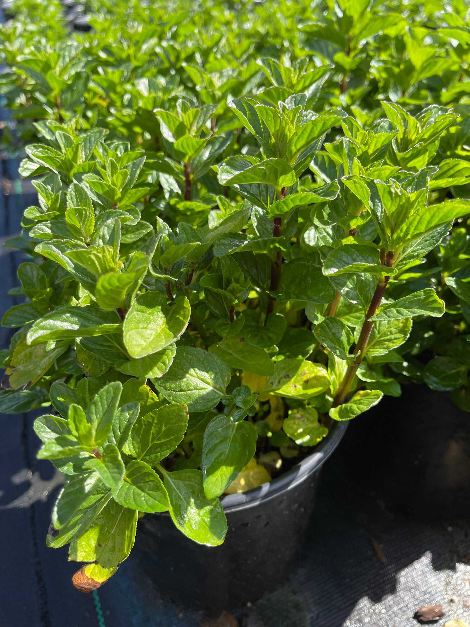 spearmint plant in pot Spearmint live Mint Plant 1gal pot Mentha spicata