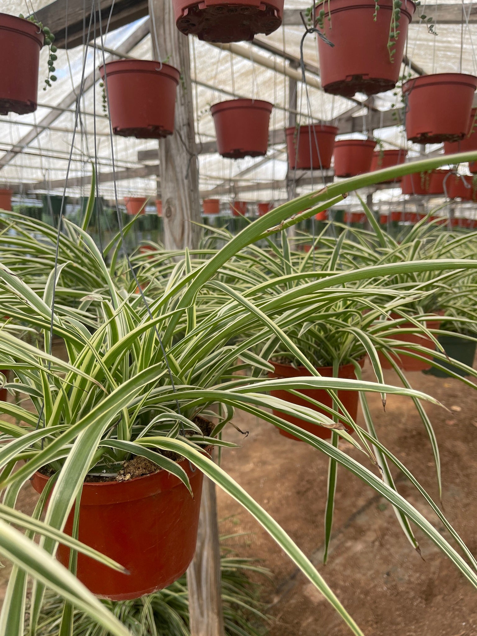 chlorophytum comosum air purifying Spider Plant Air Purifying Live large 6”Plant Chlorophytum comosum Nor – Dose of Succulents