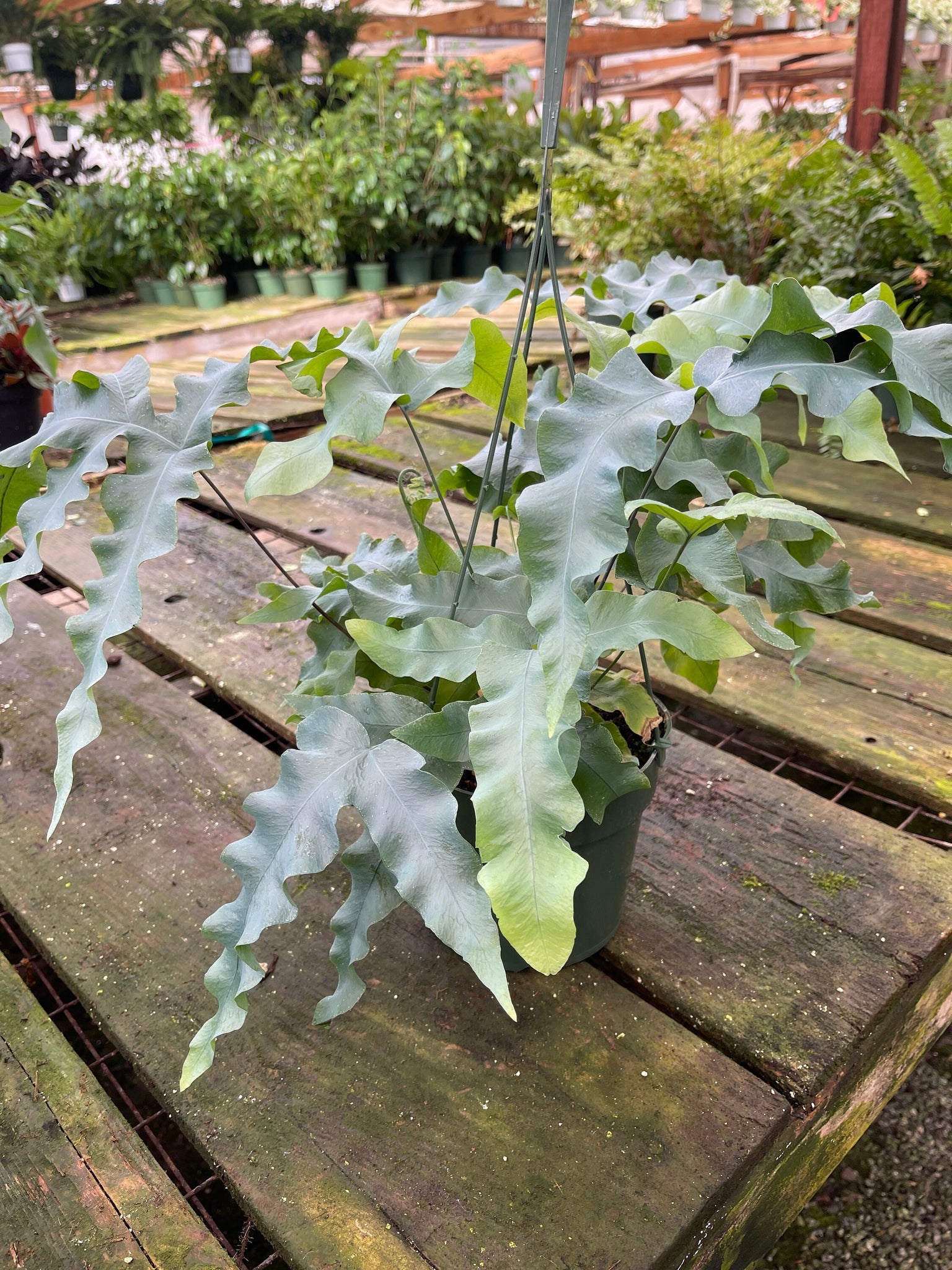 blue star fern pet safe Phlebodium aureum Blue Star Fern - Live Plant in 6-Inch Pot