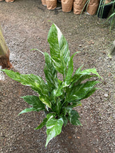 Load image into Gallery viewer, Spathiphyllum Peace lily Domino Variegated Live Plant 6’’ pot