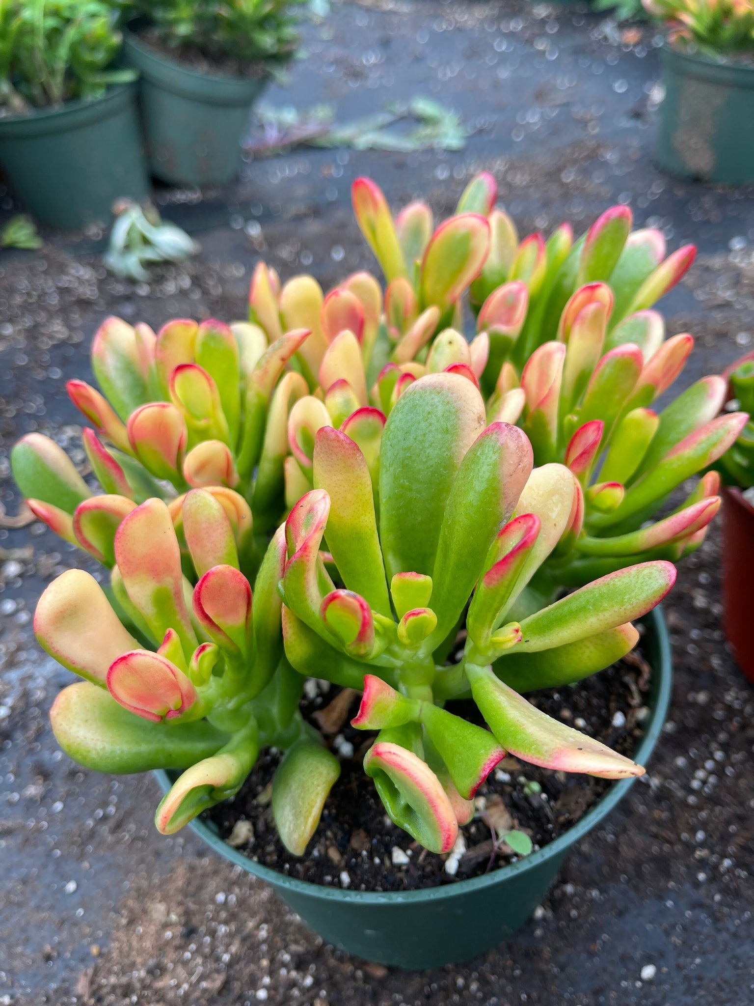 jade plant sunset gollum Jade Collection Live Plant 8 Varieties Ovata ,Hobbit variegated, Gollu – Dose of Succulents