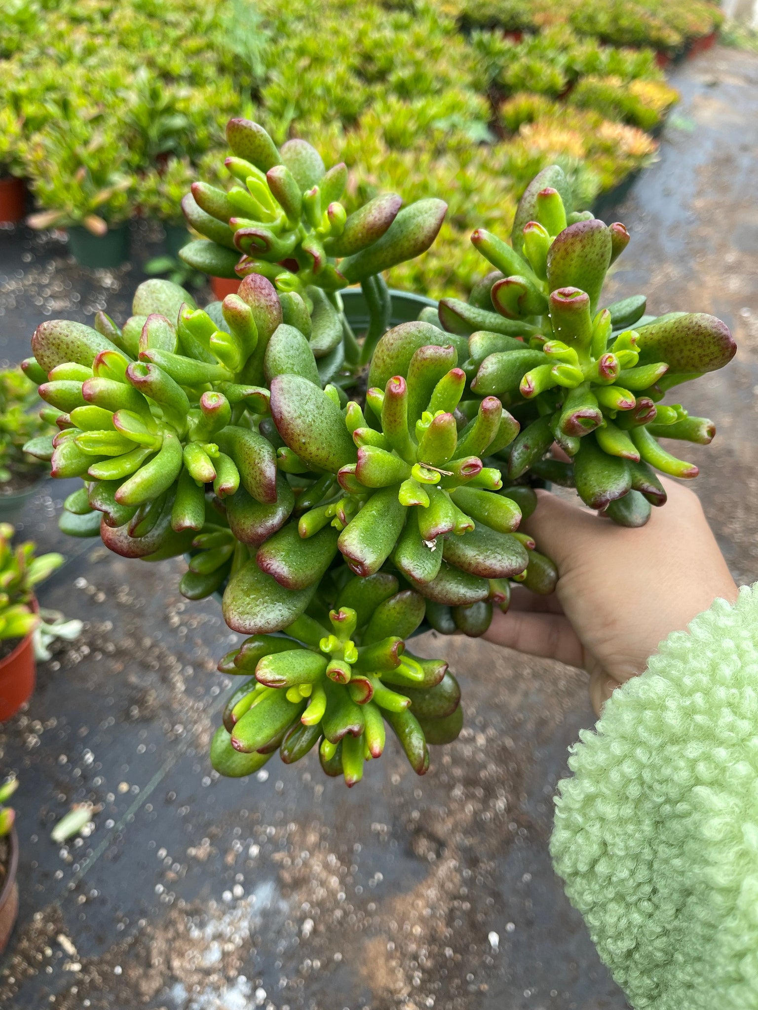 jade plant collection Jade Collection Live Plant 8 Varieties Ovata ,Hobbit variegated, Gollu – Dose of Succulents