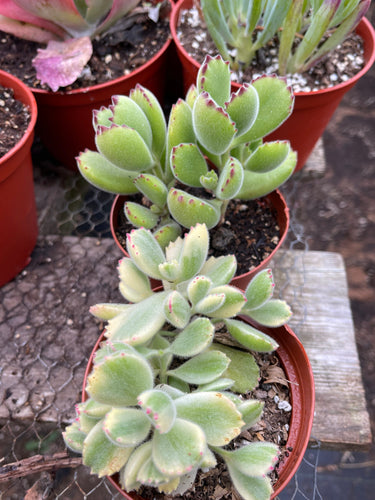 Bear Paw 2pk Variegated + Green Cotyledon 4’’ pot live plant