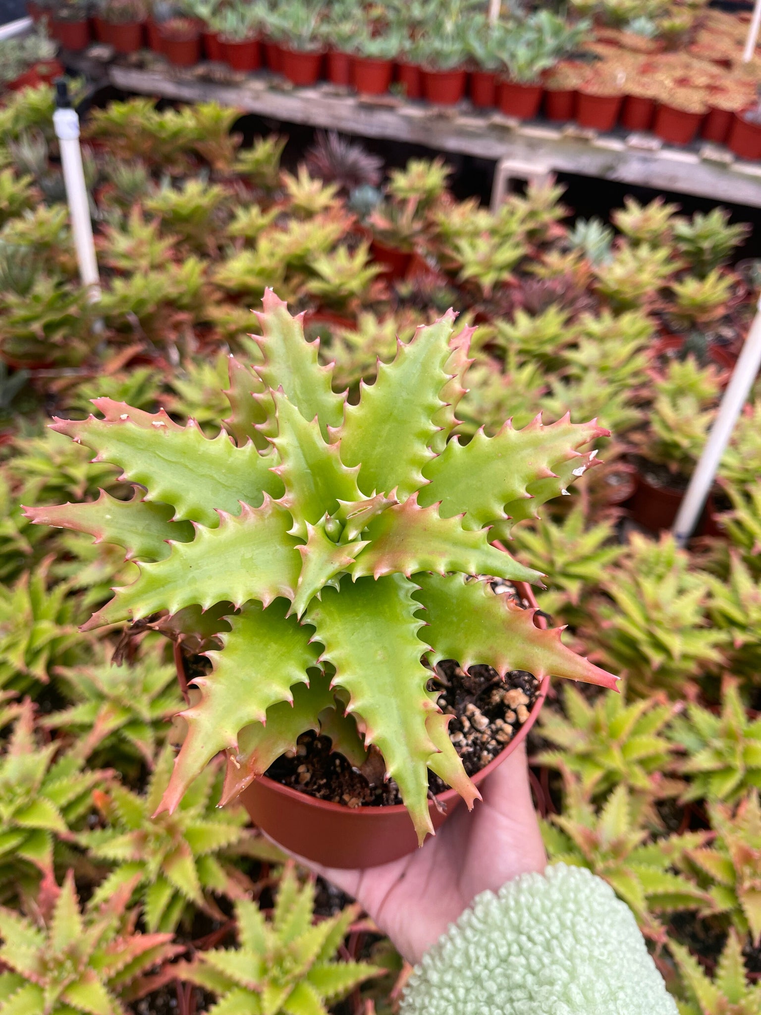 6 inch aloe vera plant Aloe Congolensis