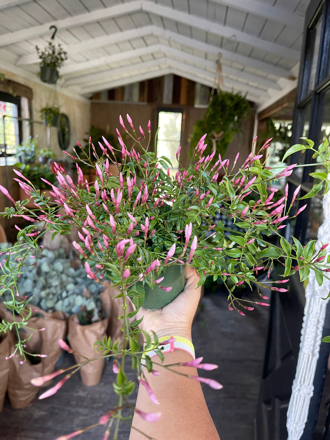 jasmine house plant Pink Jasmine Vining Live Plant 4'' pot – Dose of Succulents