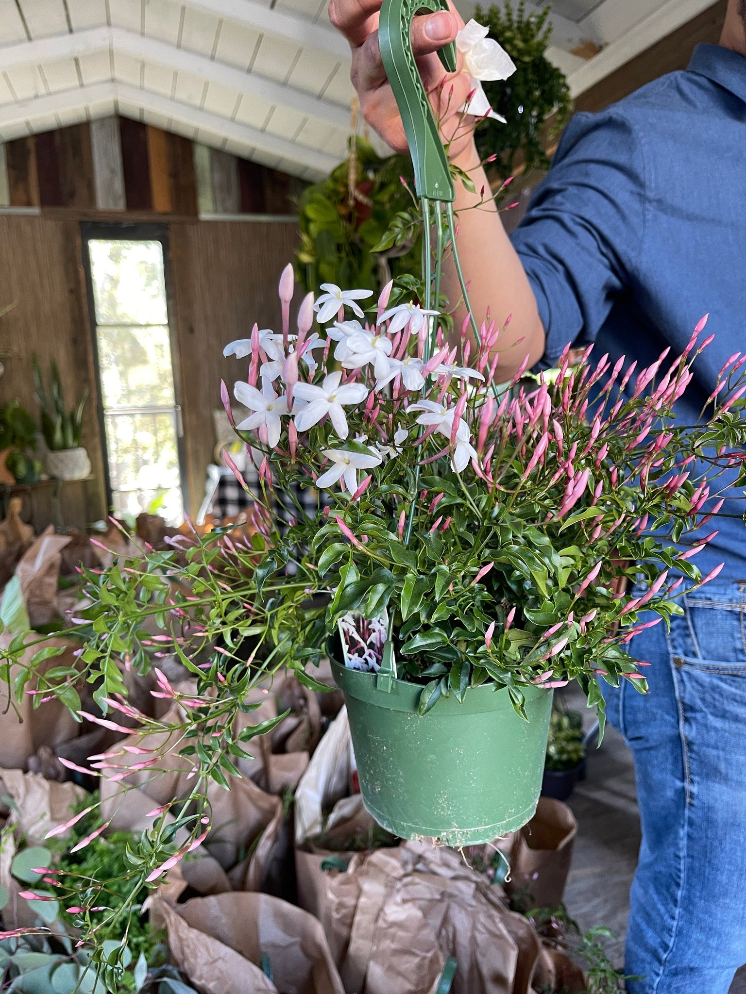 jasmine plant hanging Pink Jasmine Plant Trellis or Hanging Plant 6'' Pot – Dose of Succulents