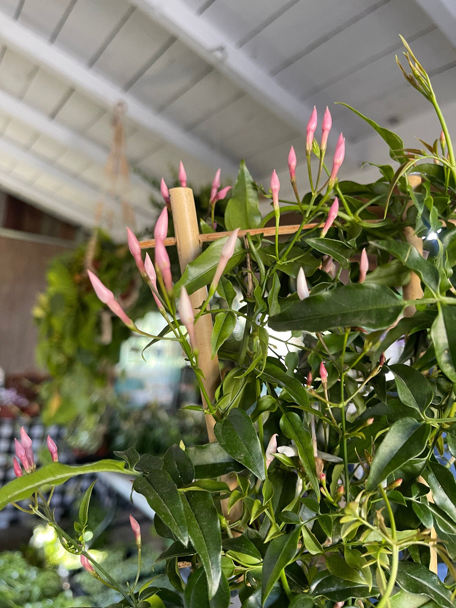 jasmine plant in hanging basket Pink Jasmine Plant Trellis or Hanging Plant 6'' Pot – Dose of Succulents