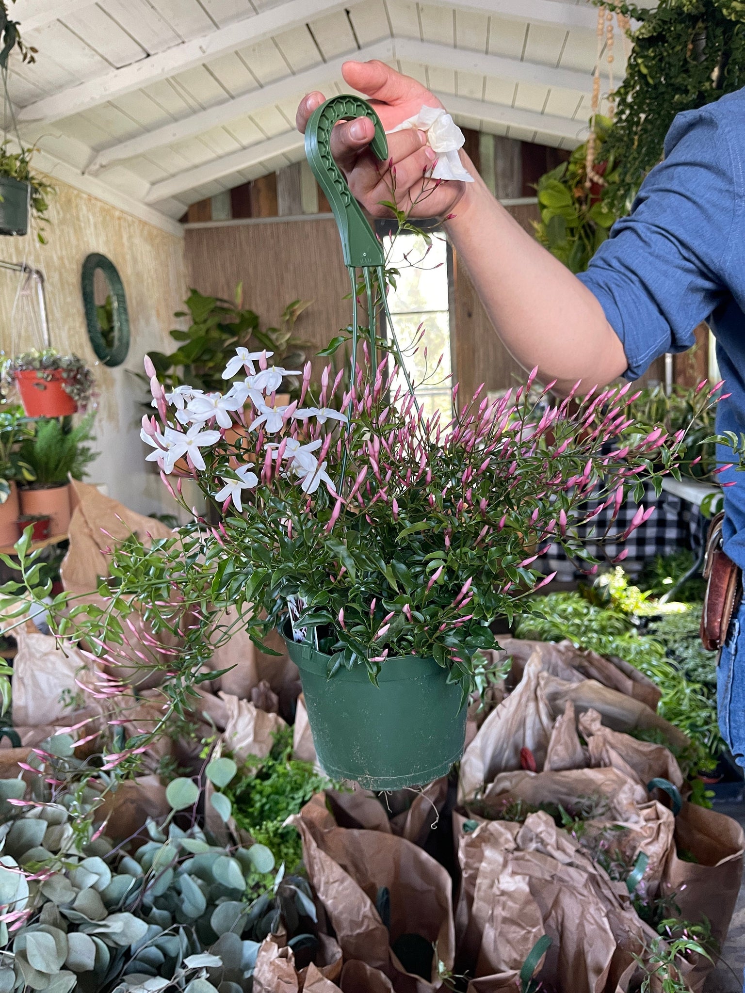 hanging jasmine plant Pink Jasmine Plant Trellis or Hanging Plant 6'' Pot – Dose of Succulents