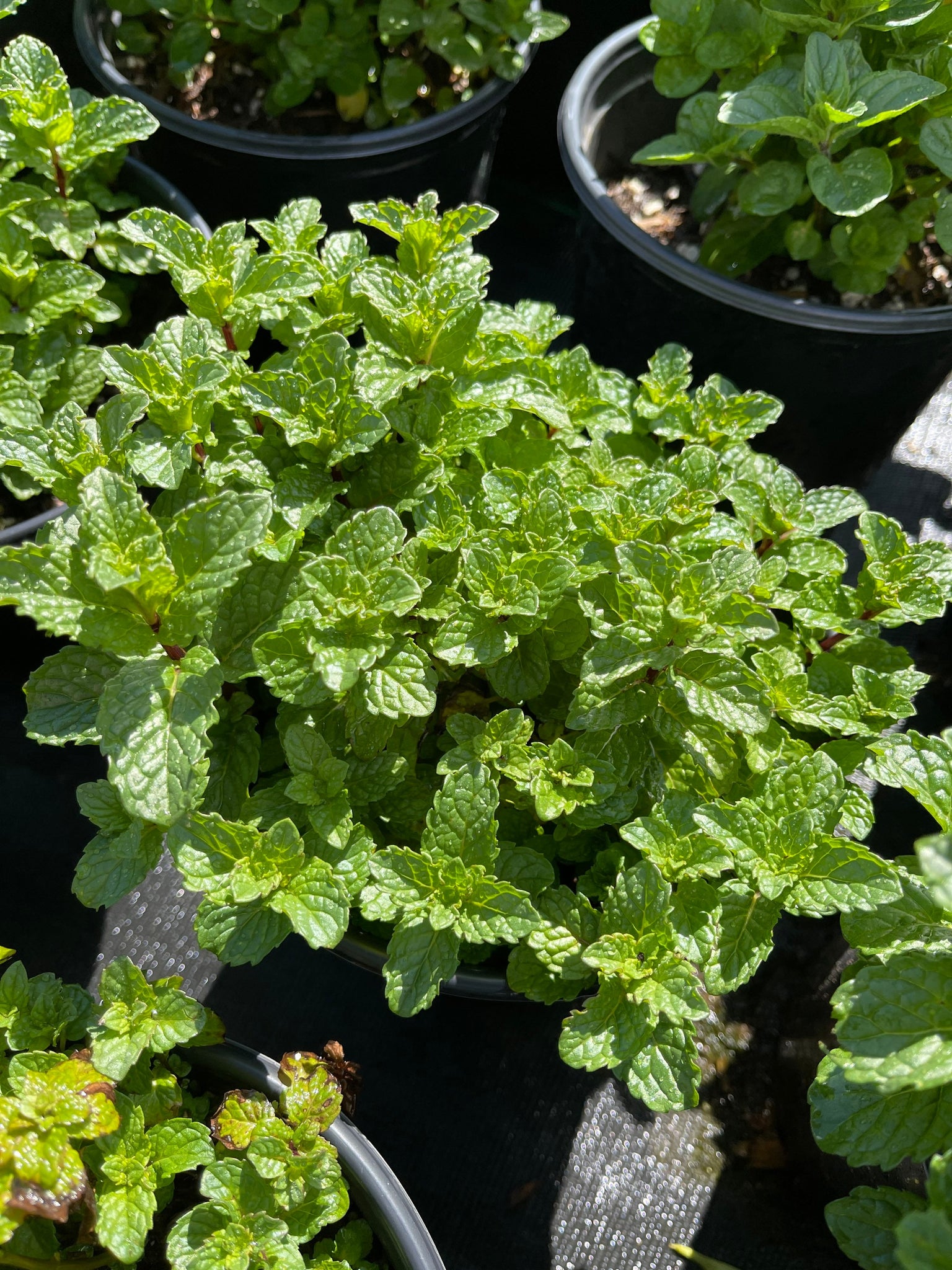 potted mint plants for sale Spearmint live Mint Plant 1gal pot Mentha spicata