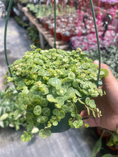 6” basket String of turtles live plant Peperomia Prostrata