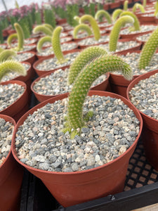 monkey tail succulent for sale Monkey Tail Cactus Hildewintera Colademononis 6'' Pot – Dose of Succulents