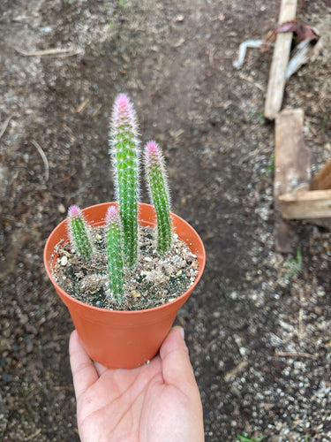4’’ Rat’s Tail Cactus