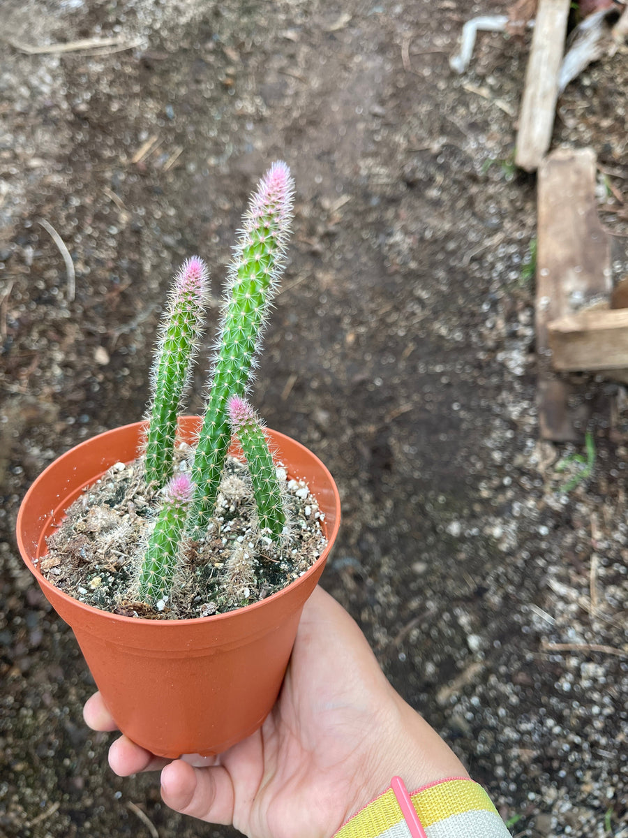 Rat’s Tail Cactus Aporocactus flagelliformis 4'' Pot Live Plant – Dose ...