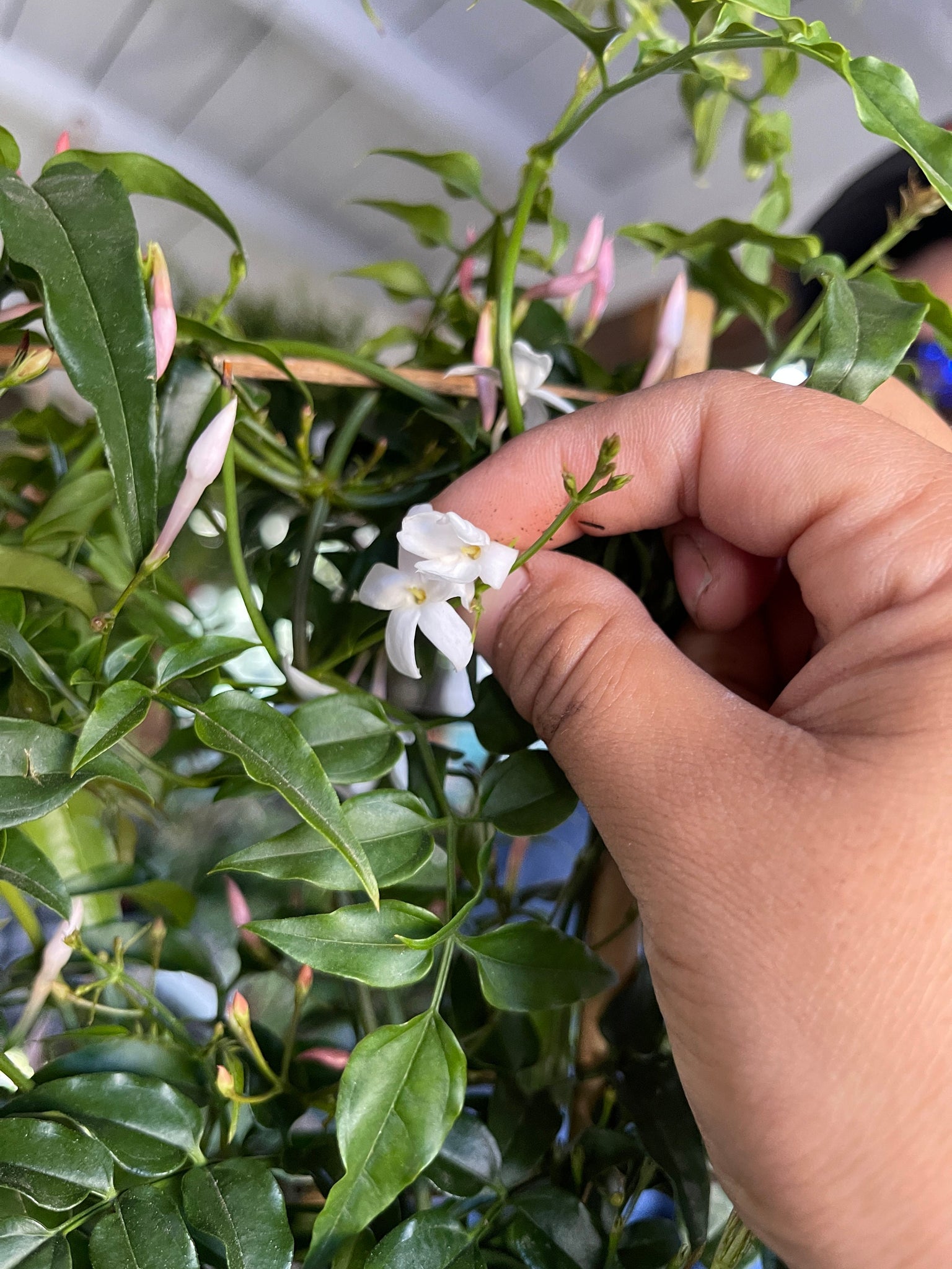 jasmine hanging plant Pink Jasmine Plant Trellis or Hanging Plant 6'' Pot – Dose of Succulents