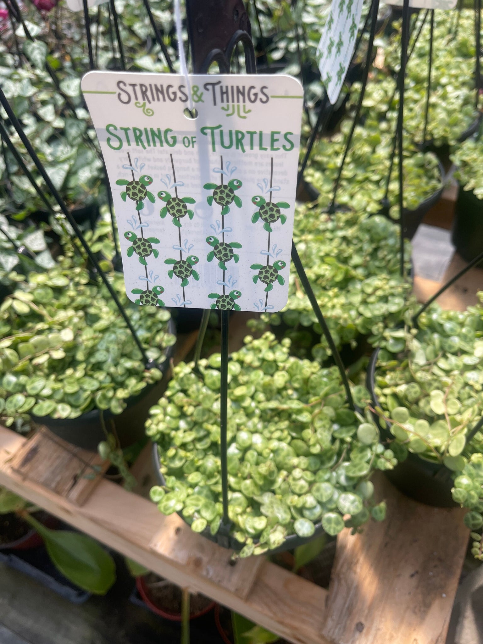 thumbnail image 2 of String Of Turtles Peperomia Prostrata Trailing Succulent House Plant Indoor Collection Stock Photo 2 of 11