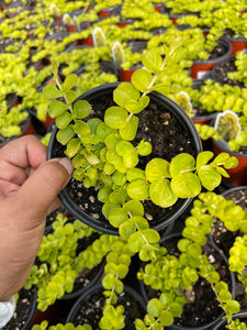 is creeping jenny a succulent Goldilocks Lysimachia Creeping Jenny 4'' Pot Live Plant – Dose of Succulents