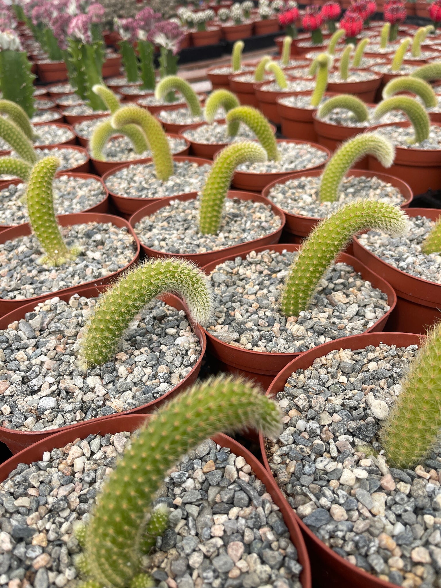 monkey tail succulent for sale Monkey Tail Cactus Hildewintera Colademononis 6'' Pot – Dose of Succulents