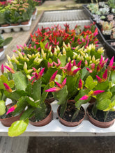 Load image into Gallery viewer, Spring Cactus Blooming Live plant 2” or 4” plant you pick