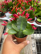 Load image into Gallery viewer, Spring Cactus Blooming Live plant 2” or 4” plant you pick