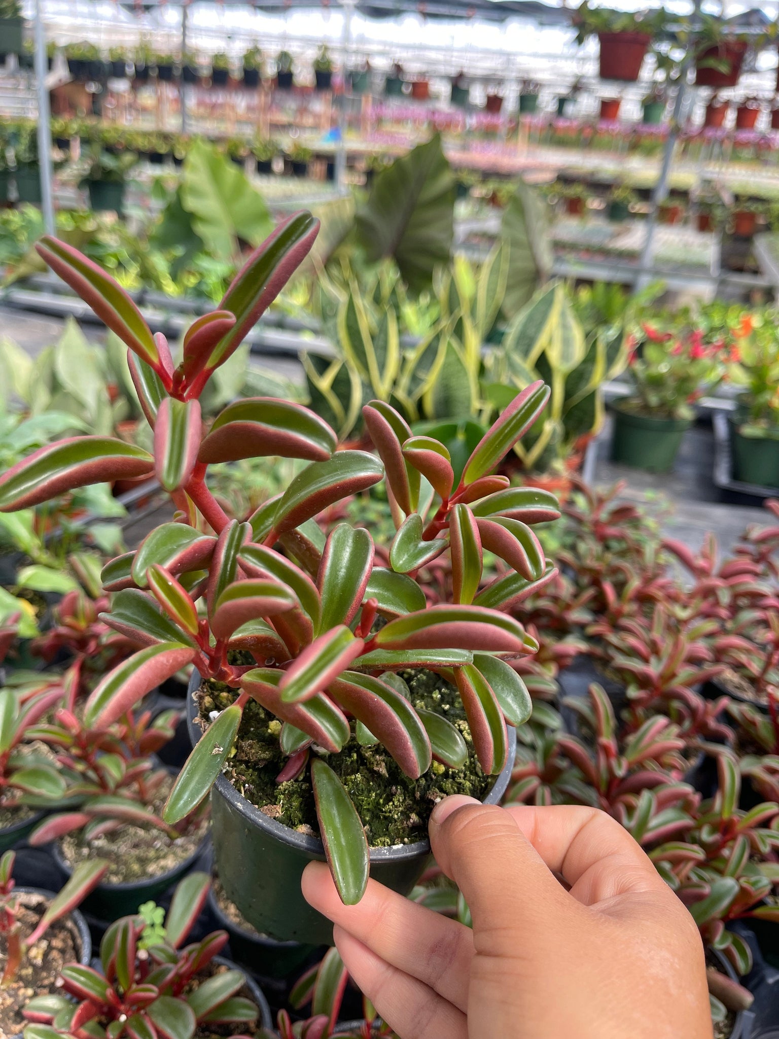 graveolens succulent Ruby Glow Peperomia Graveolens 4'' pot Live plant – Dose of Succulents